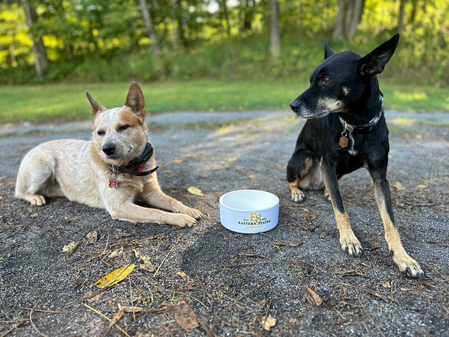 Ceramic Customized Dog Bowl